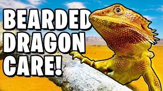 Bearded Dragon Care For Beginners!