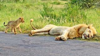 Lion Cub Learns Why You Don't Bite on Dad's Tail