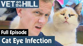  Poor Rescue Cat Has Serious Inflamed Eye | FULL EPISODE | S02E17 | Vet On The Hill