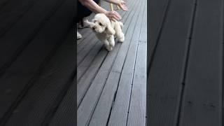 결국 이쁨 받고 만족스러운 하루.. 감사합니다 사장님 #강아지 #토이푸들 #출근전 #산책 #poodle #강아지브이로그 #반려견