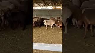 Овцы Арашан #shorts #arashan #gissar #арашан #бараны #гиссар #овцы #кавказ #sheep