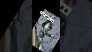 떡실신 고양이 좀 깨워주세요~!!!
