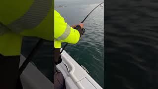 I get a run off while trying to land Matt’s fish! #doubleup #njfishing #striperfishing #stripedbass