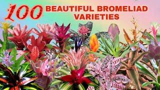 100 BEAUTFUL  BROMELIAD VARIETIES