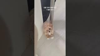좁은 공간을 좋아하는 말티푸