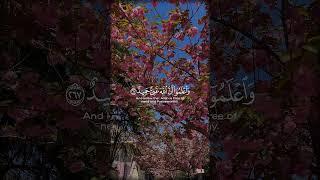 Surah Al Baqarah |سورة البقره #البقره #بقره #albaqarah #al_baqarah#albaqara #sura #سورة #سوره