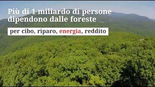 Salvaguardia delle foreste e riscaldamento sostenibile