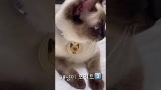 개냥이 인증하는 귀여운 냥이 고양이 먼지 #냥튜브 #고양이 #고양이브이로그 #냥이 #고양이영상 #먼지 #cat #catvideos #shorts