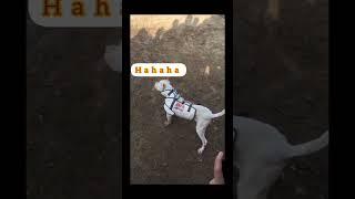 Dog fight vs Pig warthog |WWE  |Down in first round 