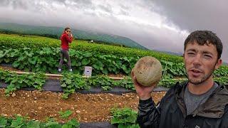 Final Cantaloupe Harvest