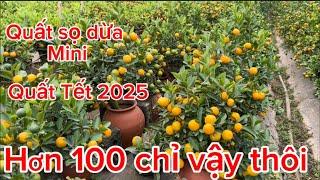 Quất sọ dừa mini để bàn đẹp bán Tết 2025 082 5797666