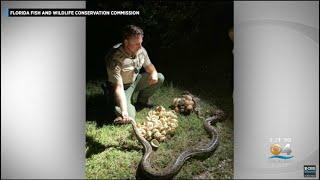 Pythons With Nearly 100 Eggs Found At Big Cypress National Preserve