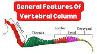 General Features of vertebral column  Anatomy Section  كلية الطب البيطرى 