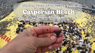 Finding Prehistoric Sharks' Teeth | Caspersen Beach Venice Florida