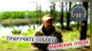 Регион 88 | Приручить собаку. Дедовский способ. Таежная история
