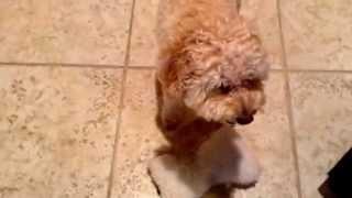 Company:Sam Hecht Motion Pictures movie:The Dog, just so you know no dogs were harmed in this movie