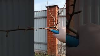 КАК ОБРЕЗАТЬ ЖИРОВИКИ И ВОЛЧКИ НА ГРУШЕ. #обрезка #сад #груша