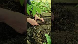 Готовлю грядки в теплицы для рассады помидор. #мульчирование #рассада #помидоры