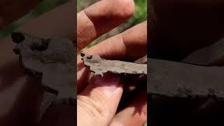 Что за предмет мы нашли с металлоискателем? #коп #metaldetecting #клад