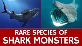 10 Rare Sharks, Endangered Species and Extinct Prehistoric Marine Monsters