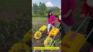 applying fertilizer to corn seedlings 