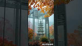  단풍놀이..비와도 좋은이유 /빗소리asmr/빗소리수면/빗소리/백색소음