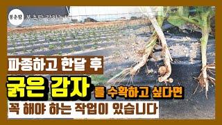 봉춘팜 감자농사| 굵은감자를 수확하려면 파종 한달 후 해야 하는 작업