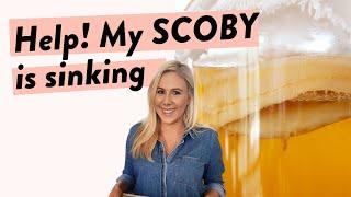 Help! My Kombucha SCOBY is sinking... What you need to know.