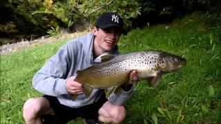 MONSTER Sea Run Brown Trout | Stream Fishing NZ