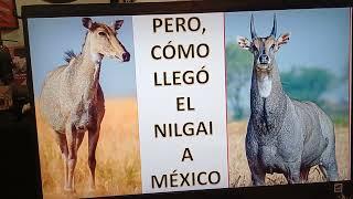 Tierra de Venados. Especies no gratas en las UMAs, el antílope nilgo o Nilgai
