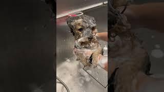 Yorkie Shower .. #dogwash