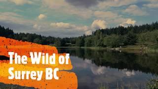 The wild of surrey bc