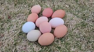 Eggs for Dinner! Join us at Collie And The Gardener #eggs #homesteading