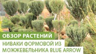 Ниваки формовой из можжевельника Blue Arrow, 230-250 см