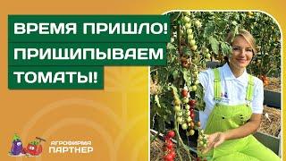 УХОД ЗА ТОМАТАМИ В АВГУСТЕ: ФОРМИРОВКА, ОБРЕЗКА ЛИСТЬЕВ, ЧЕРЕНКОВАНИЕ И УКОРЕНЕНИЕ ВЕРХУШЕК