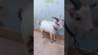 world's smallest breed. #nigeriandwarf #goat #goatfarm #m4champs #pet #shorts #cow #goatmilk #roof