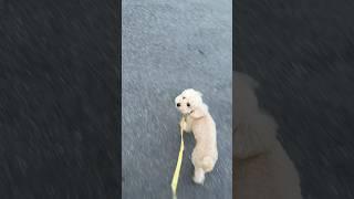 아빠 마중가는 살구 쳐다보는게 정말 귀여워 #강아지 #토이푸들 #산책 #poodle #반려견