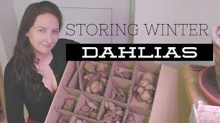 Storing Dahlias: How to Grow a Garden with Scarlett