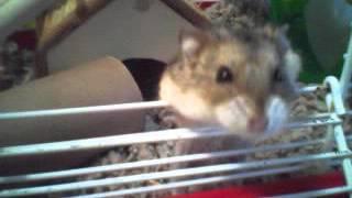 Meet my Russian dwarf hamster, Nosik!