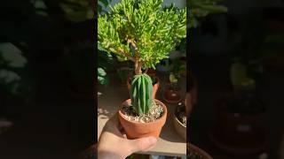 how to water a cactus 