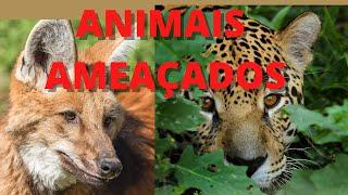 QUAIS SÃO OS ANIMAIS AMEAÇADOS DE EXTINÇÃO.