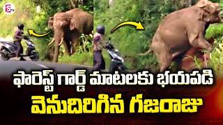 Elephant Steps Back Into Forest With Forest Guard Instructions | SumanTV