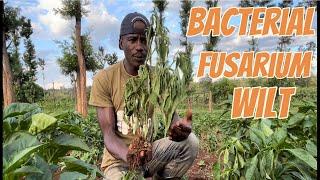 How to identify bacterial and fusarium wilt in Capsicum and their control