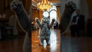 British Shorthair Cat Dance | #cat #catdance #dance #shorts #viralvideo #trending