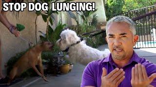 These Pesky Pooches Are Terrorizing The Neighbors | Cesar 911 Season 2, Ep. 2 - Part 2