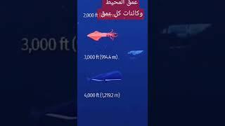 عمق المحيط #shark #المحيط_الأطلسي #المحيط  #المحيط_الاطلنطي #المحيطات #الكائنات  #القروش