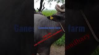 For sell Buffellow Available 9 month prag nant 3rd lactation#ganesha #dairyfarm