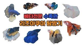 [TV생물도감] 베타가 이렇게 예쁘고 다양하다니! 베타전문수족관 리즈아쿠아탐방기!