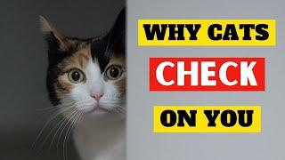 Why does my cat “check on me”?