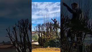 Satisfying Annual Pruning Of Tall Pomegranate Bushes